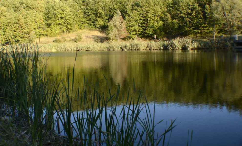 Laghetto Lupardi, foto da bordo lago con bosco riflesso nelle acque del lagho